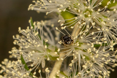Hylaeus aralis
