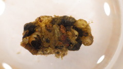Glossosoma
