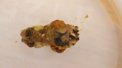 Uenoidae