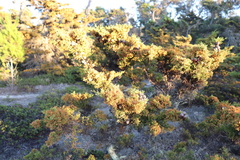 Cupressus goveniana