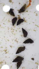 Potamopyrgus antipodarum