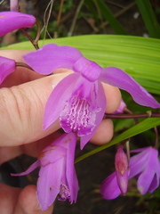 Bletilla striata