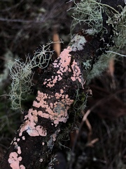 Aleurodiscus grantii