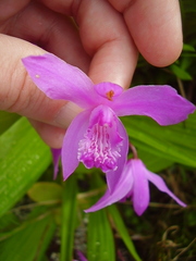 Bletilla striata
