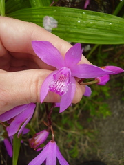 Bletilla striata