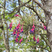 Bromeliaceae - Photo (c) nicochimento, μερικά δικαιώματα διατηρούνται (CC BY-NC)