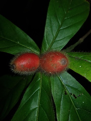 Duroia costaricensis