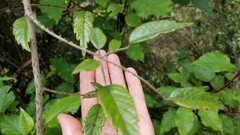 Rubus schmidelioides schmidelioides