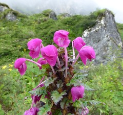 Pedicularis megalantha