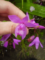 Bletilla striata