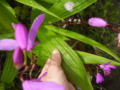 Bletilla striata