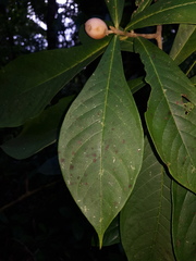Daphnopsis costaricensis image
