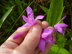 Bletilla striata