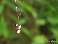 Hypognatha