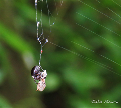 Hypognatha