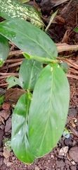 Alpinia galanga