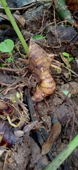 Alpinia galanga