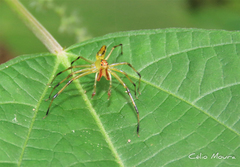 Lyssomanes bitaeniatus
