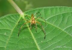 Lyssomanes bitaeniatus