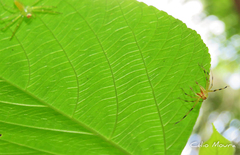 Lyssomanes bitaeniatus