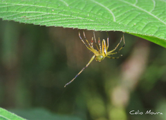 Lyssomanes bitaeniatus