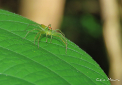 Lyssomanes bitaeniatus