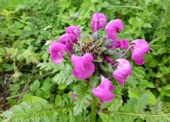 Pedicularis megalantha