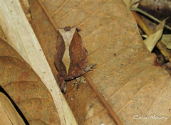 Proceratophrys cristiceps