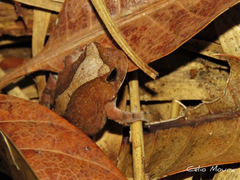 Proceratophrys cristiceps