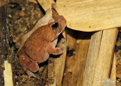 Proceratophrys cristiceps