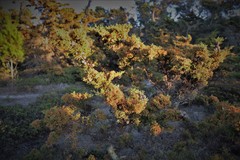 Cupressus goveniana