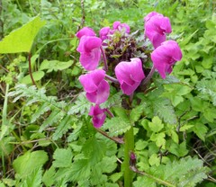Pedicularis megalantha