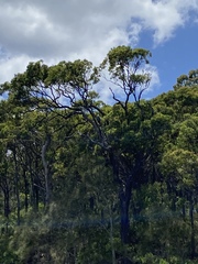 Haliaeetus leucogaster