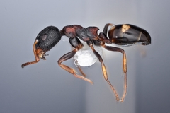 Dolichoderus sibiricus