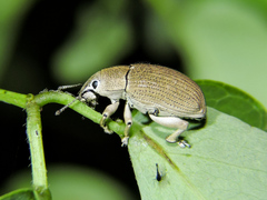 Colecerus virescens