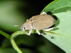 Colecerus virescens