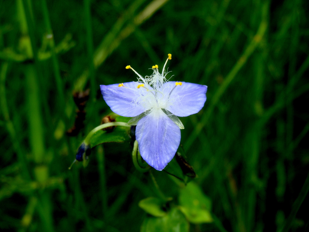Elasis guatemalensis