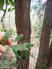 Acacia rhodoxylon