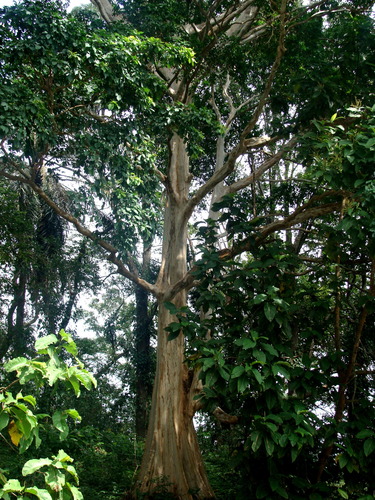 Image of Terminalia oblonga by (c) Alexis López Hernández, some rights reserved (CC BY)
