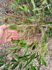 Acacia rhodoxylon