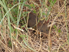 Abrothrix olivacea