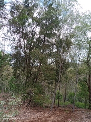 Acacia rhodoxylon