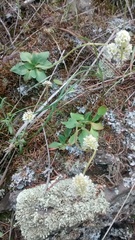 Micranthes rhomboidea