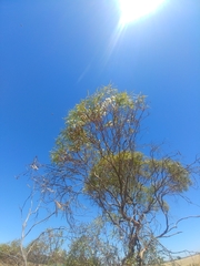 Eucalyptus leptophylla