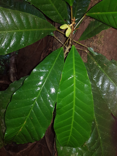 Conchocarpus nicaraguensis image