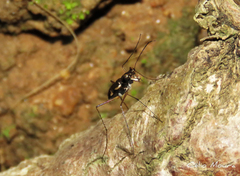 Odontochilina