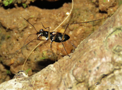 Odontochilina