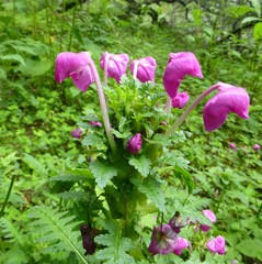 Pedicularis megalantha