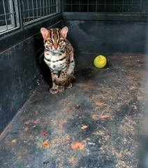 Prionailurus javanensis