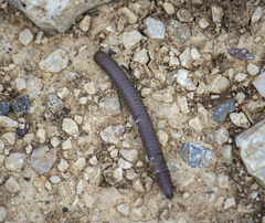 Acanthoiulus fuscipes